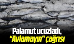 Palamut ucuzladı, Avlamayın çağrısı!
