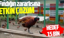 Samsun'da kahverengi kokarcaya karşı sülün operasyonu