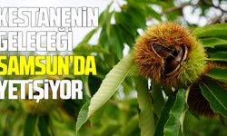 Kestanenin geleceği Samsun’da yetişiyor