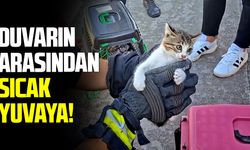 Samsun'da duvara sıkışan minik kedi için seferberlik