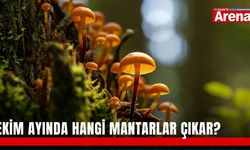Ekim ayında hangi mantarlar çıkar?