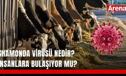Shamonda virüsü nedir? İnsanlara bulaşıyor mu?
