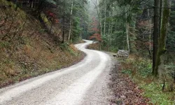 Yeni Orman Yolu Yapılacak