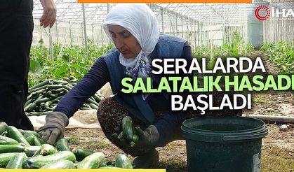 Tokatta Seralarda Salatalık Hasadı Başladı