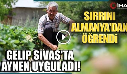 Almanyadan Öğrendiği Sırlarla Organik Çilek Üretiyor
