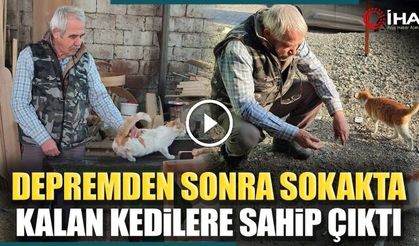 Depremden Sonra Sokakta Kalan Kedilere Sahip Çıktı