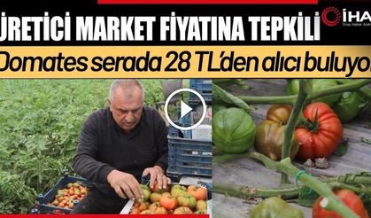 Turfanda Hasat Edilen Domates Serada 28 TLden Alıcı Buluyor