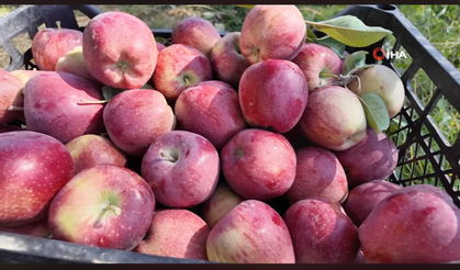 Kışlık Elma Dallardan Sepetlere Dolmaya Başladı...