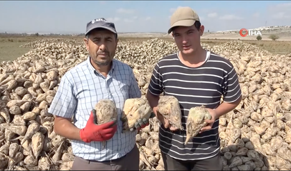 Çiftçilerin Şeker Pancarı Söküm Mesaisi Başladı