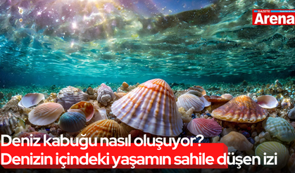 Deniz kabuğu nasıl oluşuyor? Denizin içinden sahile düşen iz