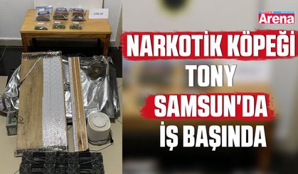 Narkotik köpeği Tony Samsun'da iş başında