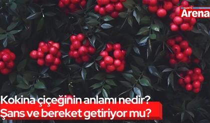 Kokina çiçeğinin anlamı nedir? Şans ve bereket getiriyor mu?