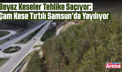 Samsun’da çam kese tırtılı alarmı! Sağlığımız tehdit altında