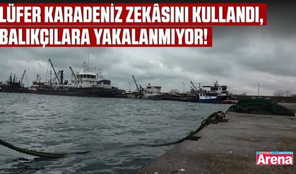 Lüfer Karadeniz zekâsını kullandı, balıkçılara yakalanmıyor!