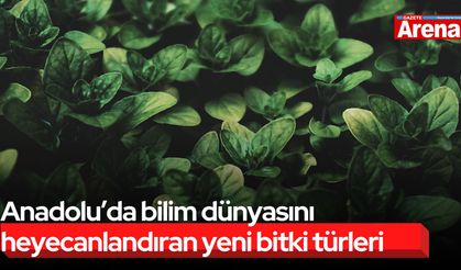 Anadolu’da bilim dünyasını heyecanlandıran yeni bitki türleri