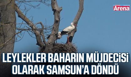 Leylekler baharın müjdecisi olarak Samsun’a döndü