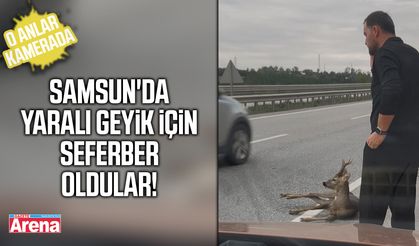 Samsun'da yaralı geyik için seferber oldular!