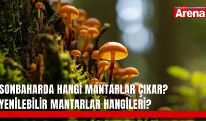 Sonbaharda hangi mantarlar çıkar? Yenilebilir mantarlar hangileri?