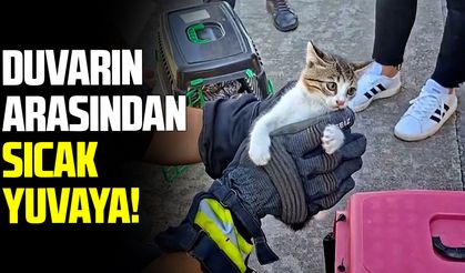 Samsun'da duvara sıkışan minik kedi için seferberlik