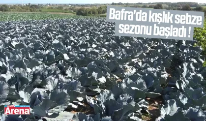Bafra'da kışlık sebze sezonu açıldı!