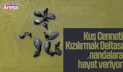 Kuş Cenneti Kızılırmak Deltası mandalara hayat veriyor