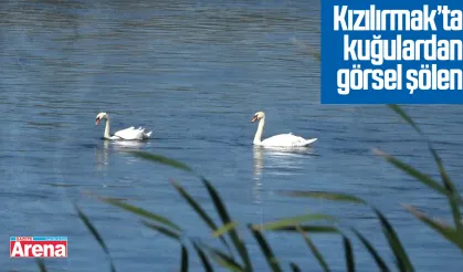 Kızılırmak’ta kuğulardan görsel şölen