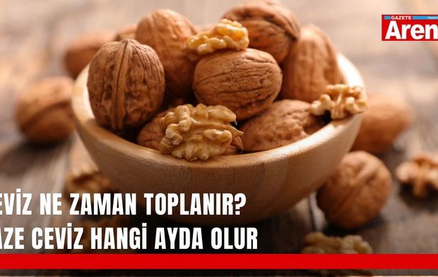 Ceviz ne zaman toplanır? Taze ceviz hangi ayda olur?