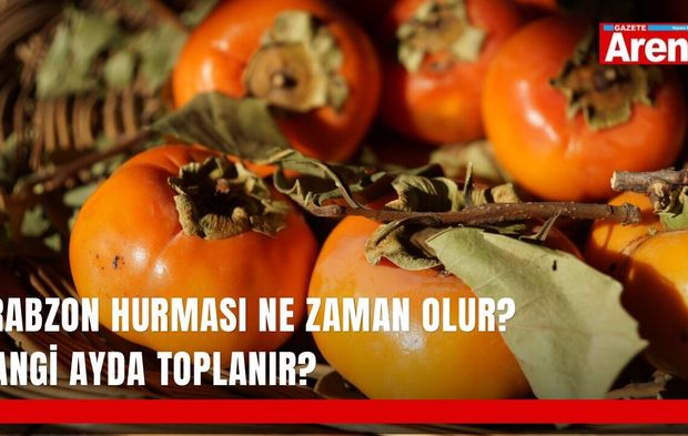 Trabzon hurması ne zaman olur? Hangi ayda toplanır?
