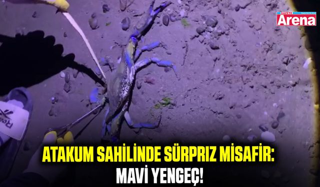 Atakum sahilinde sürpriz misafir: Mavi yengeç!