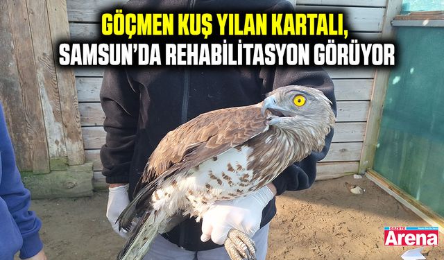 Göçmen Kuş Yılan Kartalı, Samsun’da rehabilitasyon Görüyor