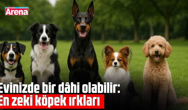 Evinizde bir dâhi olabilir: En zeki köpek ırkları