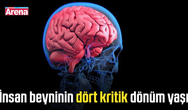 İnsan beyninin dört kritik dönüm yaşı