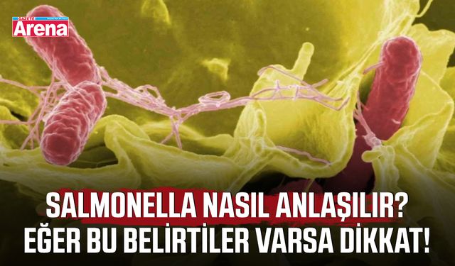 Salmonella nasıl anlaşılır? Eğer bu belirtiler varsa dikkat!