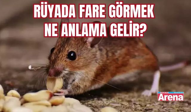Rüyada Fare görmek ne anlama gelir?