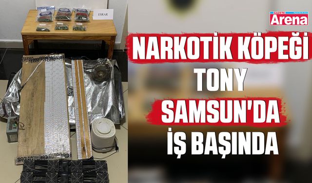 Narkotik köpeği Tony Samsun'da iş başında