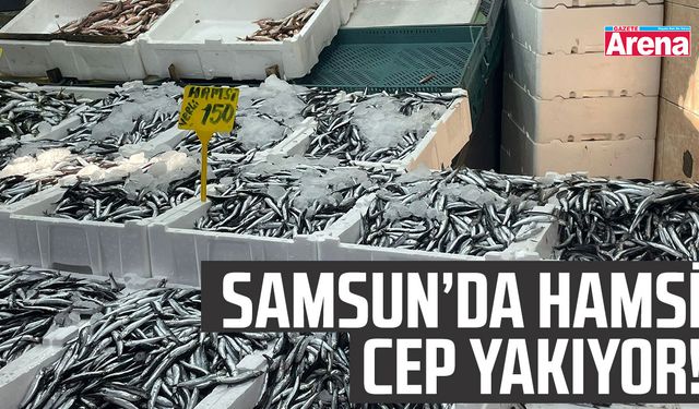 Samsun'da hamsi cep yakıyor!