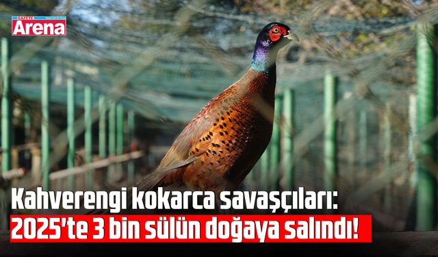 Kahverengi kokarcaya karşı doğal mücadele