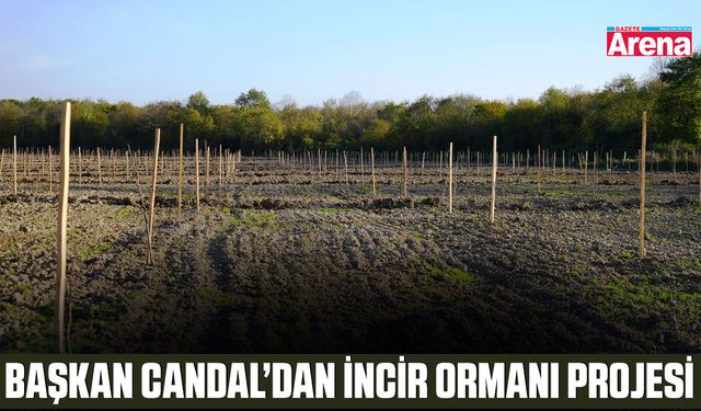 Başkan Candal’dan İncir Ormanı projesi