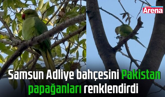 Samsun Adliye bahçesini Pakistan papağanları renklendirdi