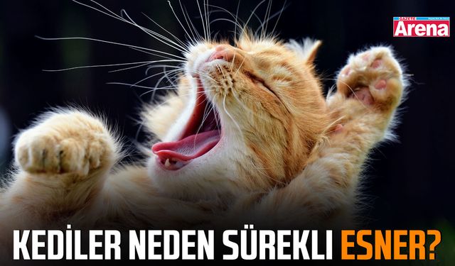 Kediler neden sürekli esner?