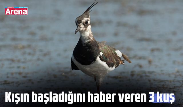 Kışın geldiğini haber veren 3 kuş türü