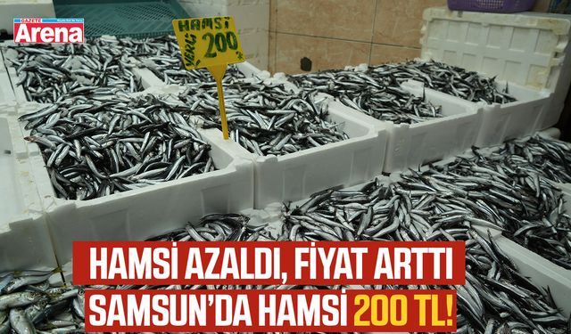 Samsun'da hamsi cep yakıyor!