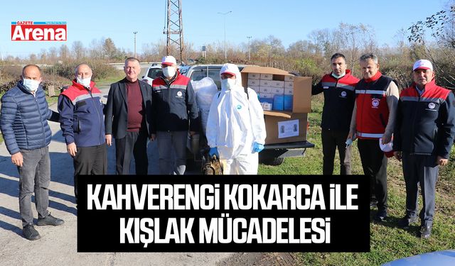 Samsun’da kahverengi kokarca ile kışlak mücadelesi