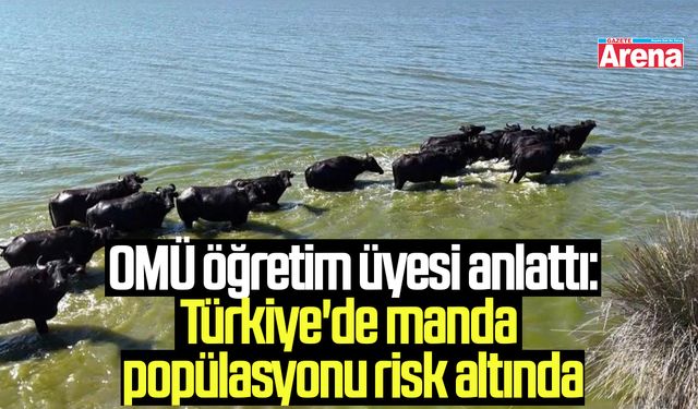 Türkiye'de manda popülasyonu risk altında