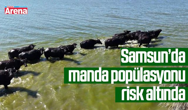 Samsun'da manda popülasyonu risk altında