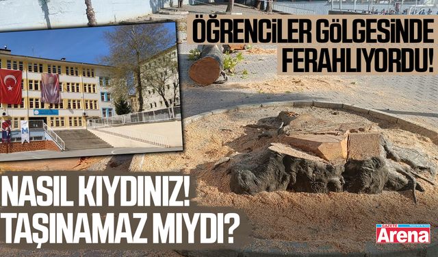 Okul bahçesindeki asırlık çınar ağacı kesildi!