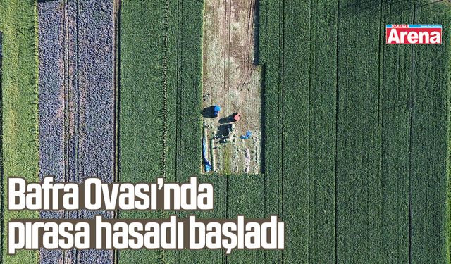 Bafra Ovası’nda pırasa hasadı başladı