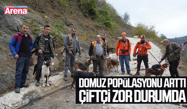 Samsun'da domuz popülasyonu arttı, çiftçi zor durumda