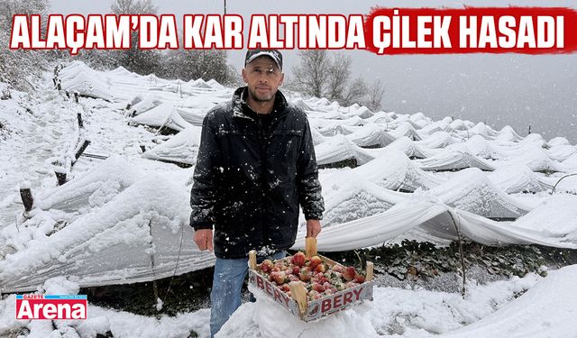 Alaçam’da kar altında çilek hasadı