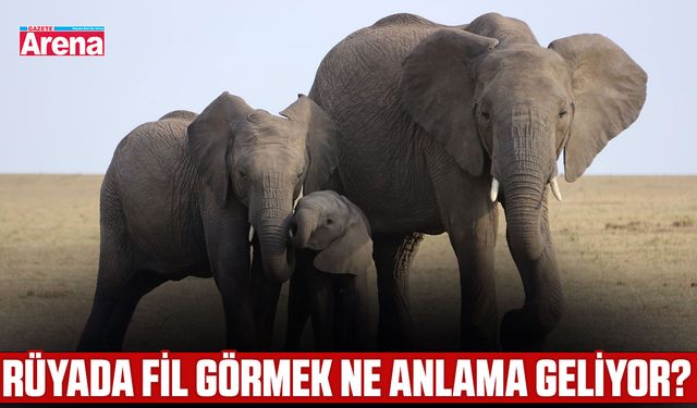 Rüyada fil görmek ne anlama geliyor?